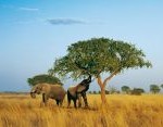 Amarula Creme