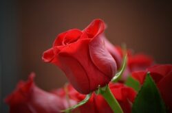 Rosen